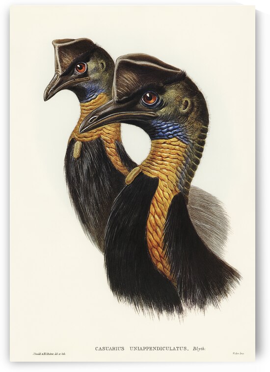 Sooty Tern Onychoprion fuliginosus illustrated by Elizabeth Gould 1804–1841 for John Gould’s 1804-1881 Birds of Australia  by IStockHistory com