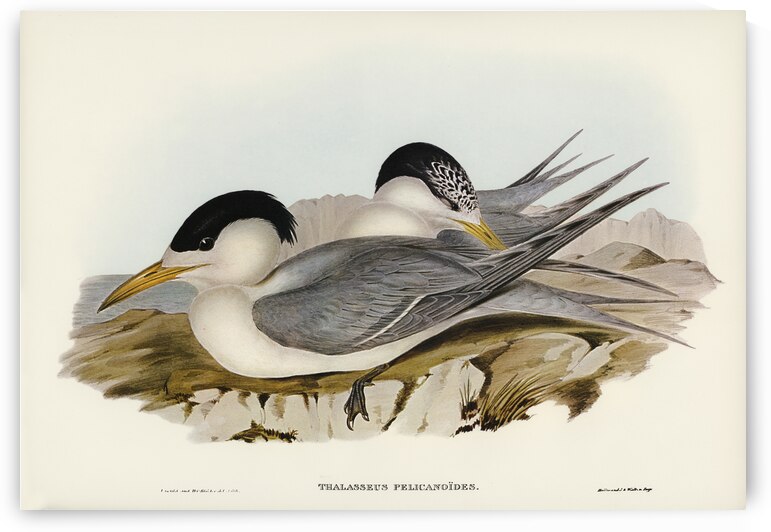 Torres Straits Tern Thalasseus Pelecanoides illustrated by Elizabeth Gould 1804–1841 for John Gould’s 1804-1881 Birds of Australia  by IStockHistory com