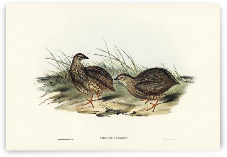 Sombre Partridge Synoicus sordidus illustrated by Elizabeth Gould 1804–1841 for John Gould’s 1804-1881 Birds of Australia  by IStockHistory com
