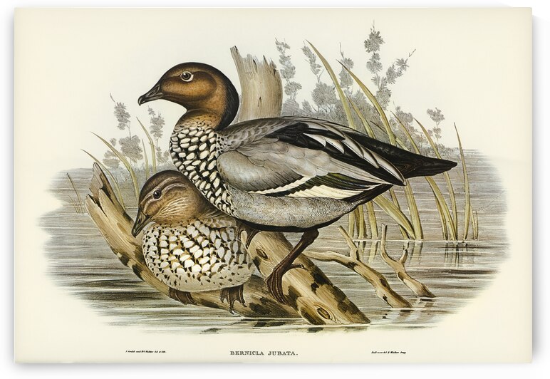 Maned Goose Bernicla jubata illustrated by Elizabeth Gould 1804–1841 for John Gould’s 1804-1881 Birds of Australia  by IStockHistory com