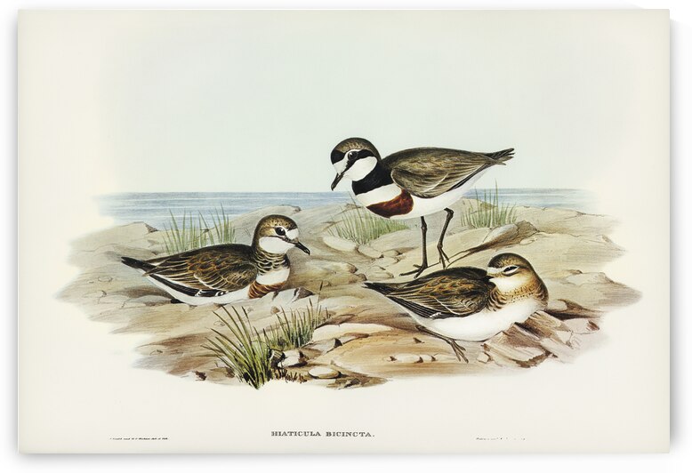 Double-banded Dottrel Hiaticula bicincta illustrated by Elizabeth Gould 1804–1841 for John Gould’s 1804-1881 Birds of Australia  by IStockHistory com