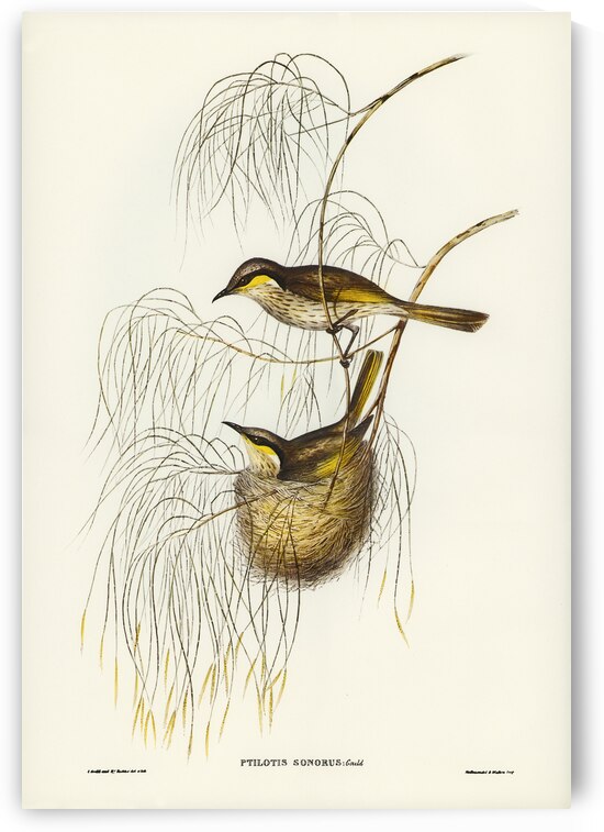Singing Honey-eater Ptilotis sonorus illustrated by Elizabeth Gould 1804–1841 for John Gould’s 1804-1881 Birds of Australia  by IStockHistory com