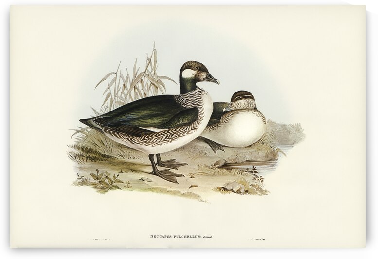 Beautiful Pygmy Goose Nettapus pulchellus illustrated by Elizabeth Gould 1804–1841 for John Gould’s 1804-1881 Birds of Australia  by IStockHistory com