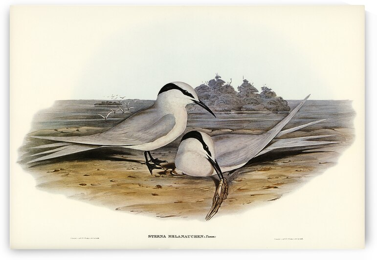 Black-naped Tern Sterna melanauchen illustrated by Elizabeth Gould 1804–1841 for John Gould’s 1804-1881 Birds of Australia  by IStockHistory com