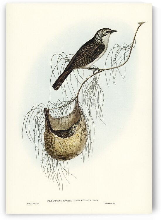 Lanceolate Honey-eater Plectorhyncha lanceolata illustrated by Elizabeth Gould 1804–1841 for John Gould’s 1804-1881 Birds of Australia  by IStockHistory com