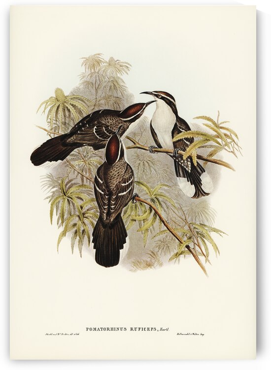 Chestnut-crowned Pomatorhinus Pomatorhinus ruficeps illustrated by Elizabeth Gould 1804–1841 for John Gould’s 1804-1881 Birds of Australia  by IStockHistory com