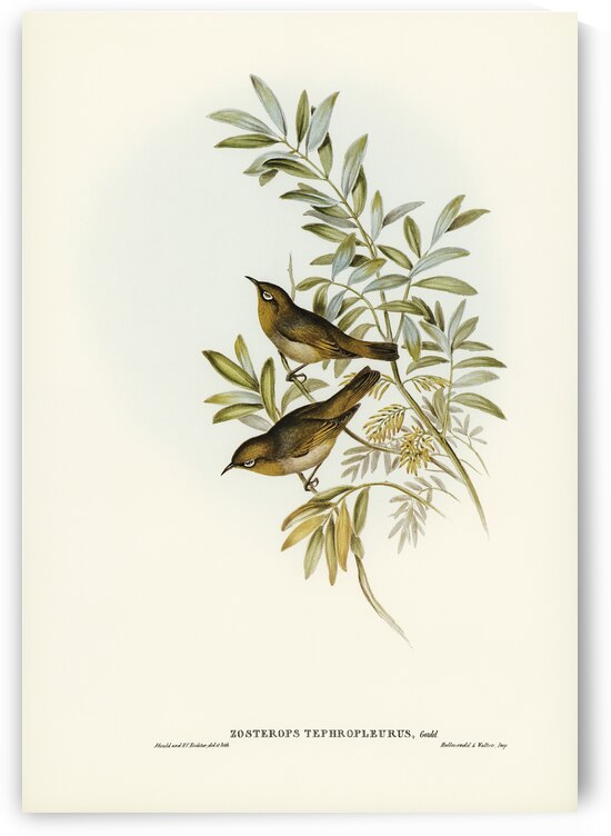 Grey-breasted Zosterops Zosterops tephropleurus illustrated by Elizabeth Gould 1804–1841 for John Gould’s 1804-1881 Birds of Australia  by IStockHistory com