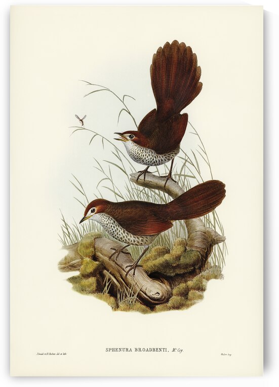 Rufous-headed Bristle-Bird Sphenura Broadbenti illustrated by Elizabeth Gould 1804–1841 for John Gould’s 1804-1881 Birds of Australia  by IStockHistory com