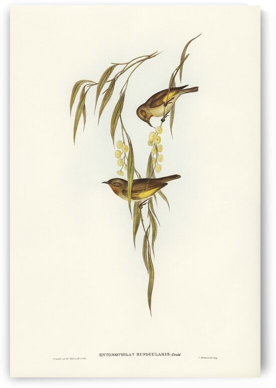 Red-throated Honey-eater Entomophila rufogularis illustrated by Elizabeth Gould 1804–1841 for John Gould’s 1804-1881 Birds of Australia  by IStockHistory com