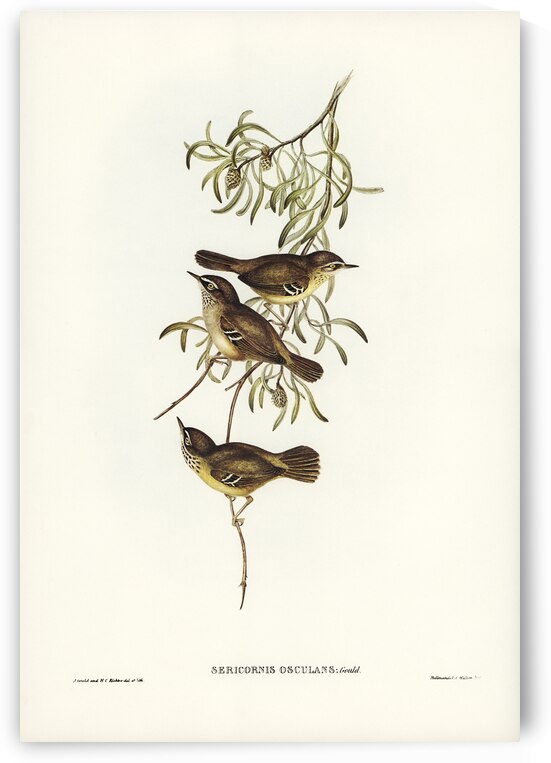Allied Sericornis Ericornis osculans illustrated by Elizabeth Gould 1804–1841 for John Gould’s 1804-1881 Birds of Australia  by IStockHistory com