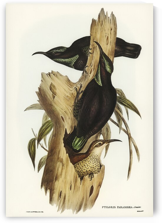 Rifle Bird Ptiloris paradiseus illustrated by Elizabeth Gould 1804–1841 for John Gould’s 1804-1881 Birds of Australia  by IStockHistory com