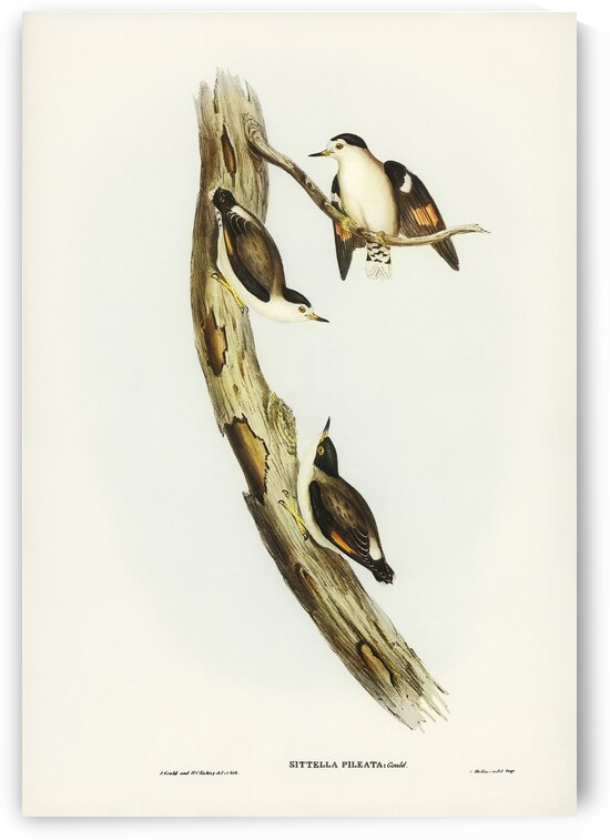 Black-capped Sittella Sittella pileata illustrated by Elizabeth Gould 1804–1841 for John Gould’s 1804-1881 Birds of Australia  by IStockHistory com