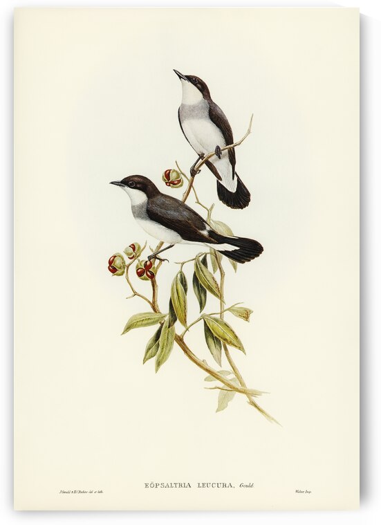 Rawnsleys Bower-bird Ptilonorhynchus Rawnsleyi illustrated by Elizabeth Gould 1804–1841 for John Gould’s 1804-1881 Birds of Australia  by IStockHistory com