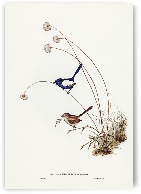 White-winged Wren Malurus leucopterus illustrated by Elizabeth Gould 1804–1841 for John Gould’s 1804-1881 Birds of Australia  by IStockHistory com