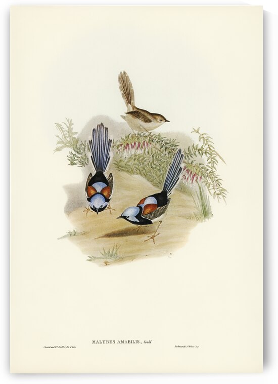 Lovely Wren Malurus amabilis illustrated by Elizabeth Gould 1804–1841 for John Gould’s 1804-1881 Birds of Australia  by IStockHistory com