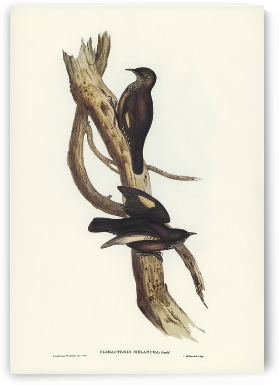 Black-tailed Tree-Creeper Climacteris melanura illustrated by Elizabeth Gould 1804–1841 for John Gould’s 1804-1881 Birds of Australia  by IStockHistory com
