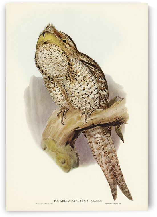 Papuan Podargus Podargus Papuensis illustrated by Elizabeth Gould 1804–1841 for John Gould’s 1804-1881 Birds of Australia  by IStockHistory com