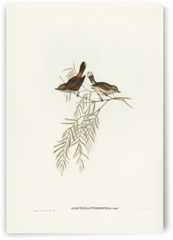 Red-rumped Acanthiza Acanthiza pyrrhopygia illustrated by Elizabeth Gould 1804–1841 for John Gould’s 1804-1881 Birds of Australia  by IStockHistory com