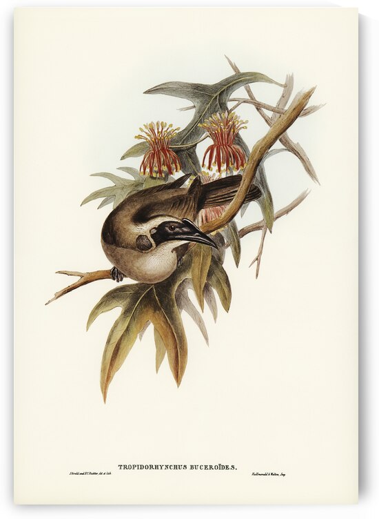 Helmeted Honey-eater Tropidorhynchus Buceroides illustrated by Elizabeth Gould 1804–1841 for John Gould’s 1804-1881 Birds of Australia  by IStockHistory com