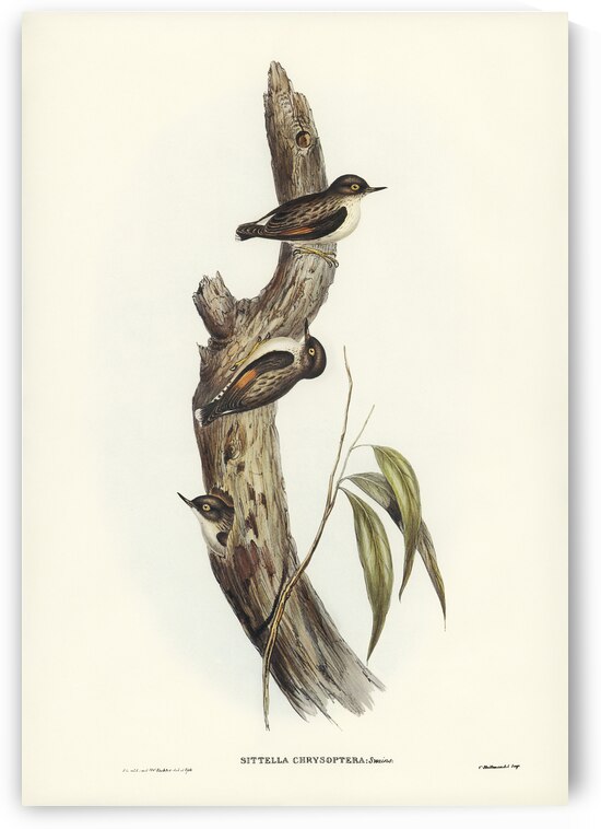Orange-winged Sittella Sittella chrysoptera illustrated by Elizabeth Gould 1804–1841 for John Gould’s 1804-1881 Birds of Australia  by IStockHistory com