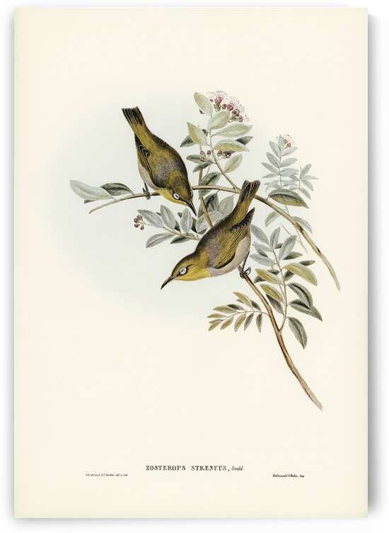 Robust Zosterops Zosterops strenuus illustrated by Elizabeth Gould 1804–1841 for John Gould’s 1804-1881 Birds of Australia  by IStockHistory com