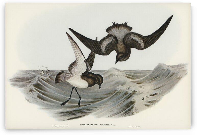 Grey-backed Storm Petrel Thalassidroma Nereis illustrated by Elizabeth Gould 1804–1841 for John Gould’s 1804-1881 Birds of Australia  by IStockHistory com