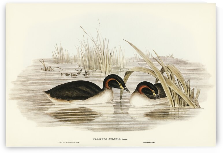 Black-throated Grabe Podiceps gularis illustrated by Elizabeth Gould 1804–1841 for John Gould’s 1804-1881 Birds of Australia  by IStockHistory com