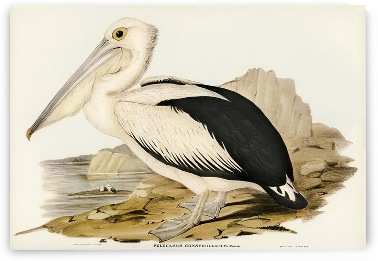 Australian Pelican Pelecanus conspicillatus illustrated by Elizabeth Gould 1804–1841 for John Gould’s 1804-1881 Birds of Australia  by IStockHistory com