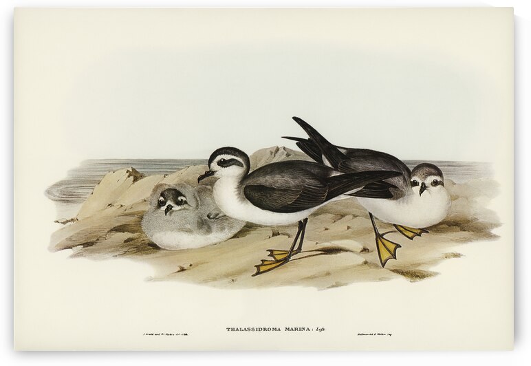 White-faced Storm Petrel Thalassidroma marina illustrated by Elizabeth Gould 1804–1841 for John Gould’s 1804-1881 Birds of Australia  by IStockHistory com