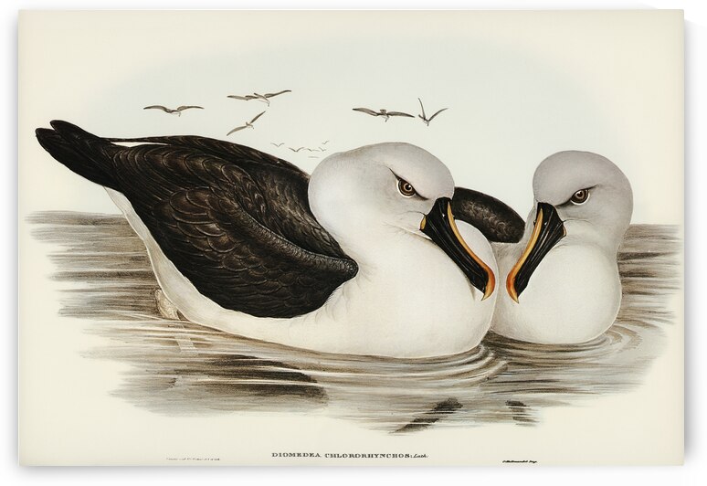 Yellow-billed Albatros Diomedea chlororhynchos illustrated by Elizabeth Gould 1804–1841 for John Gould’s 1804-1881 Birds of Australia  by IStockHistory com