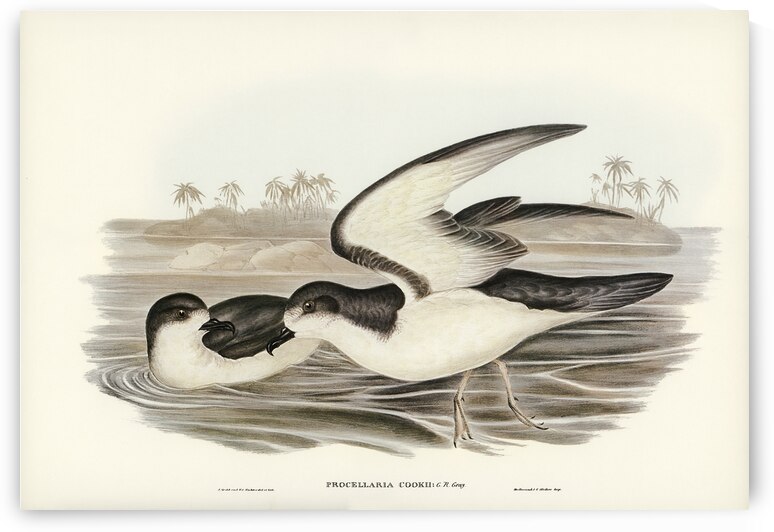 Cooks Petrel Procellaria Cookii illustrated by Elizabeth Gould 1804–1841 for John Gould’s 1804-1881 Birds of Australia  by IStockHistory com