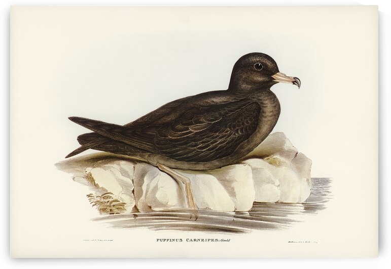 Fleshy-footed Petrel Puffinus carneipes illustrated by Elizabeth Gould 1804–1841 for John Gould’s 1804-1881 Birds of Australia  by IStockHistory com