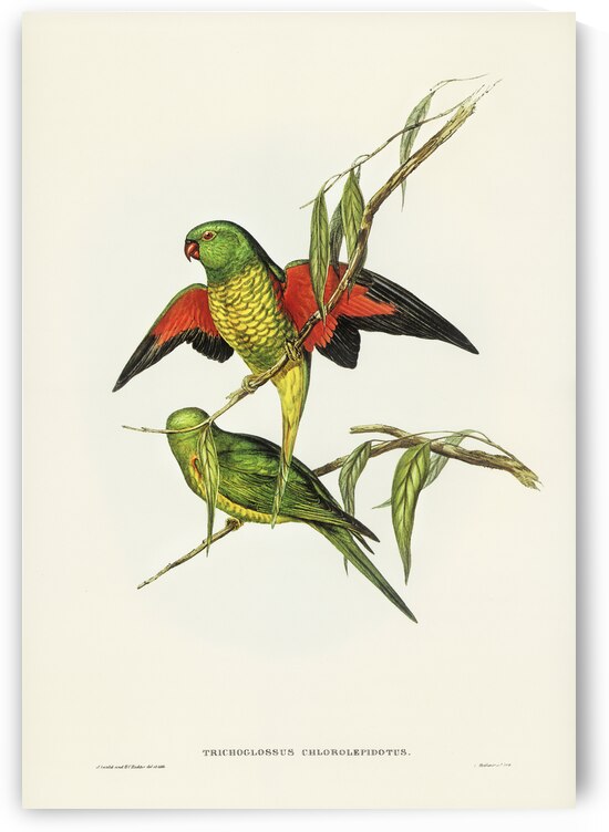 Scaly-breasted Lorikeet Trichoglossus chlorolepidotus illustrated by Elizabeth Gould 1804–1841 for John Gould’s 1804-1881 Birds of Australia  by IStockHistory com