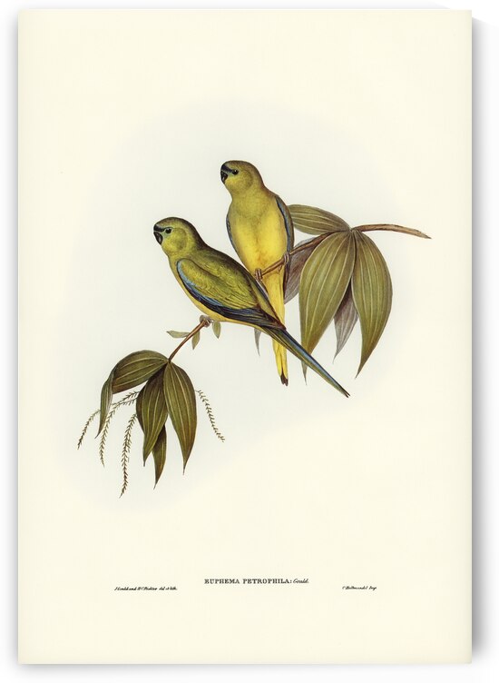 Rock Grass-Parakeet Euphema petrophila illustrated by Elizabeth Gould 1804–1841 for John Gould’s 1804-1881 Birds of Australia  by IStockHistory com