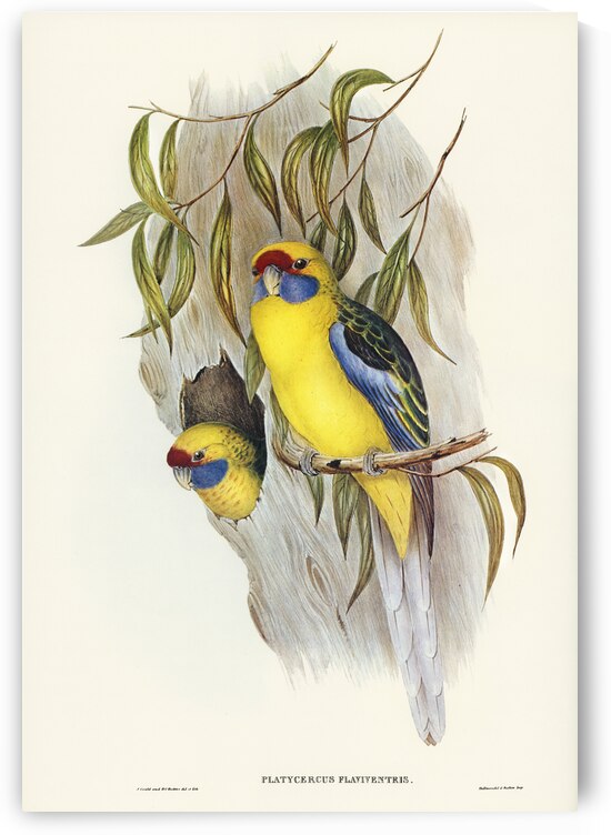 Great-billed Heron Ardea rectirostris illustrated by Elizabeth Gould 1804–1841 for John Gould’s 1804-1881 Birds of Australia  by IStockHistory com