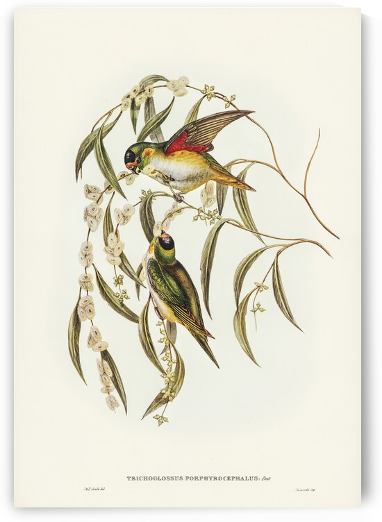 Little Whimbrel Numenius minutus illustrated by Elizabeth Gould 1804–1841 for John Gould’s 1804-1881 Birds of Australia  by IStockHistory com