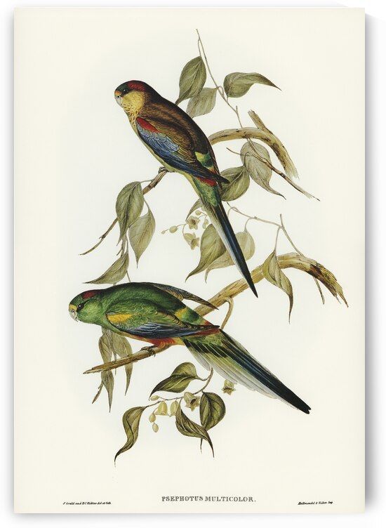 Many-coloured Parakeet Psephotus multicolor illustrated by Elizabeth Gould 1804–1841 for John Gould’s 1804-1881 Birds of Australia  by IStockHistory com