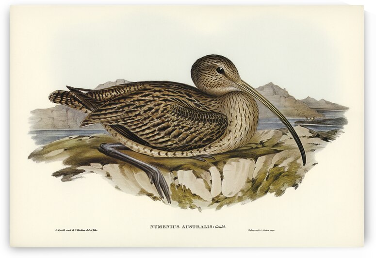 Australian Curlew Numenius Australis illustrated by Elizabeth Gould 1804–1841 for John Gould’s 1804-1881 Birds of Australia  by IStockHistory com
