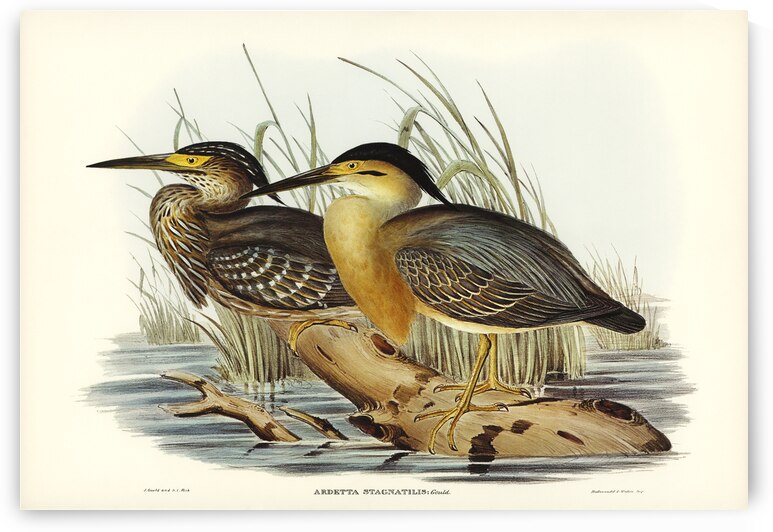 Little Grey Bittern Ardetta stagnatilis illustrated by Elizabeth Gould 1804–1841 for John Gould’s 1804-1881 Birds of Australia  by IStockHistory com