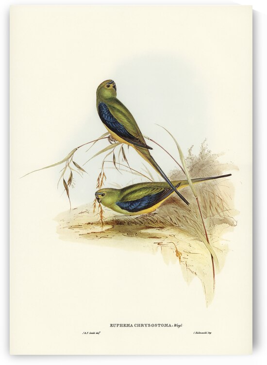 Ewings Fruit Pigeon Ptilinopus Ewingii illustrated by Elizabeth Gould 1804–1841 for John Gould’s 1804-1881 Birds of Australia  by IStockHistory com