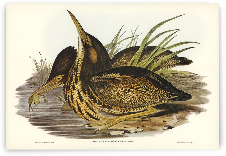 Australian Bittern Botaurus Australis illustrated by Elizabeth Gould 1804–1841 for John Gould’s 1804-1881 Birds of Australia  by IStockHistory com