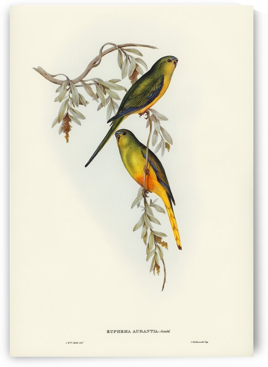 Orange-bellied Grass-Parrakeet Euphema aurantia illustrated by Elizabeth Gould 1804–1841 for John Gould’s 1804-1881 Birds of Australia  by IStockHistory com
