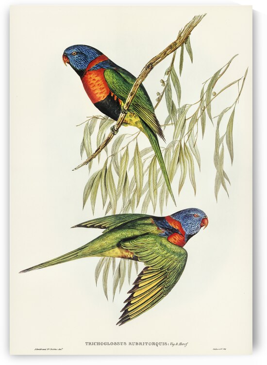 Red-collared Lorikeet Trichoglossus rubritorquis illustrated by Elizabeth Gould 1804–1841 for John Gould’s 1804-1881 Birds of Australia  by IStockHistory com
