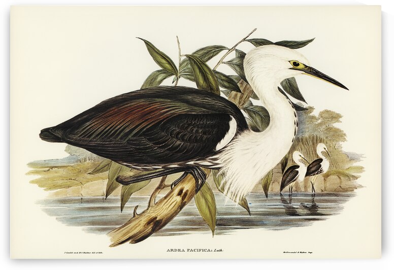 Pacific Heron Ardea pacifica illustrated by Elizabeth Gould 1804–1841 for John Gould’s 1804-1881 Birds of Australia  by IStockHistory com