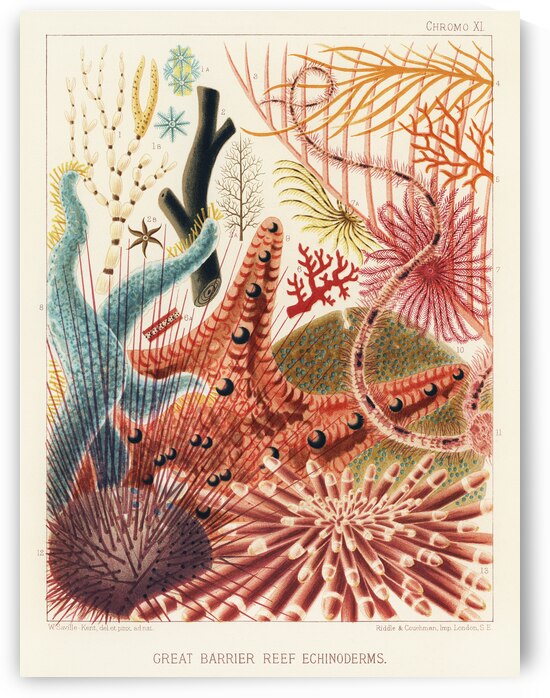 Great Barrier Reef Echinoderms from The Great Barrier Reef of Australia 1893 by William Saville-Kent 1845-1908. Fig 1: Isis HippurisFig 2: Queensland black coral Antipathes abiesFig 3: Ctenocella PectinataFig 4: Gorgonia AustraliensisFig 5: Melitodes by IStockHistory com