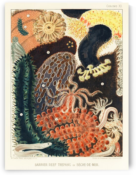 Barrier Reef Trepang or Bêche-de-Mer from The Great Barrier Reef of Australia 1893 by William Saville-Kent 1845-1908. Fig 1-2: Red fish Actinopyga obesaFig 3: Green Prickly-fish Stichopus ChloronotusFig 4: Colochirus AncepsFig 5: Holothurisa ColuberF by IStockHistory com