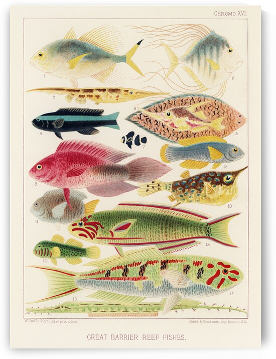 Great Barrier Reef Fishes from The Great Barrier Reef of Australia 1893 by William Saville-Kent 1845-1908. Fig 1: Fringe-finned Trevally Caranx ridiatus MacLeayFig 2: Dismond Trvally Caranx Gallus LinFig 3: Needle fish amphisile scuataFig 4: Blue band by IStockHistory com