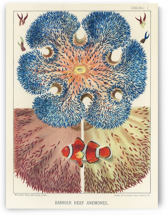 Great Barrier Reef Corals from The Great Barrier Reef of Australia 1893 by William Saville-Kent 1845-1908. Fig 1: RhipidogyraFig 2: Euphyllia rugosaFig 3-6 : Eupyllia glabrescensFig 7 : Pectinia JardineiFig 8-9 : Galaxea EsperiFig 10-12 : Galaxea by IStockHistory com