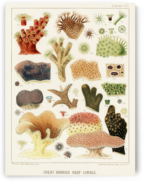 Great Barrier Reef Corals from The Great Barrier Reef of Australia 1893 by William Saville-Kent 1845-1908. Fig 1 : Dendrophyllai coccineaFig 2 : Alveopora ClavariaFig 3 : Alveopora ViridiaFig 4 : Dendrophyllia axifugeFig 5 : Montipora FoliosaFig 6 : by IStockHistory com
