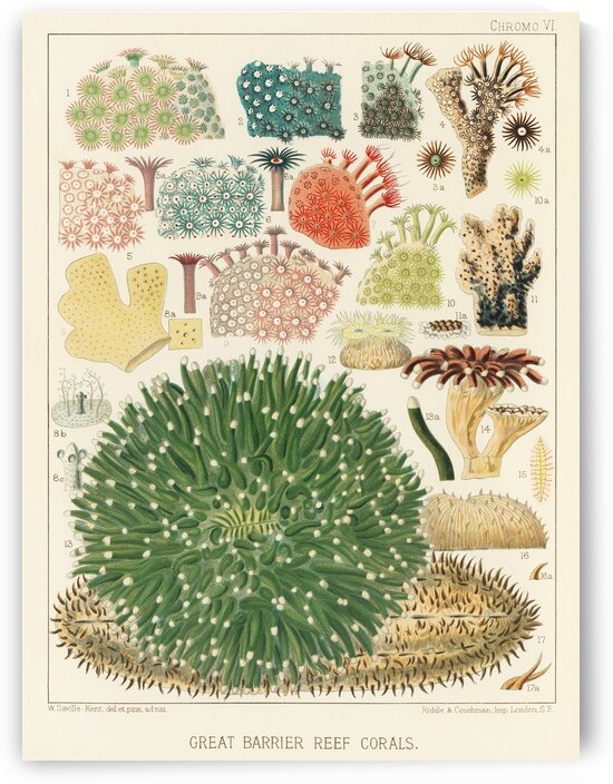 Great Barrier Reef Corals from The Great Barrier Reef of Australia 1893 by William Saville-Kent 1845-1908. Fig 1-5 : Plaesiastroea PeroniiFig 2 : plesiasroea versiporaFig 3 : RhoodaroeaFig 4-5 : Rhodaroea FruticosaFig 6 : Rhodaroea CalicularisFig 7  by IStockHistory com